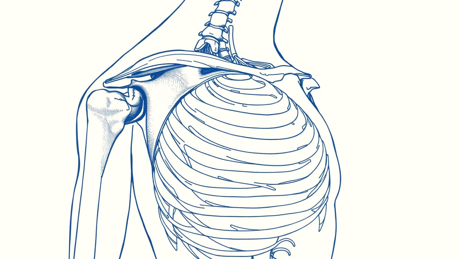 Illustration, Anatomie de l'épaule